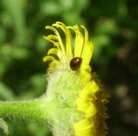 Sphaerosoma piliferum